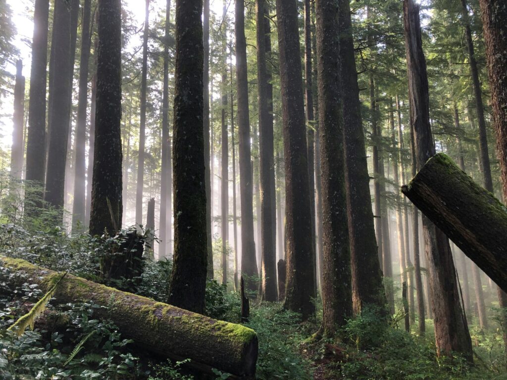 Sunlight filtering through a dense Pacific Northwest forest filled with tall Douglas fir trees, moss-covered logs, and lush green undergrowth on a misty morning.