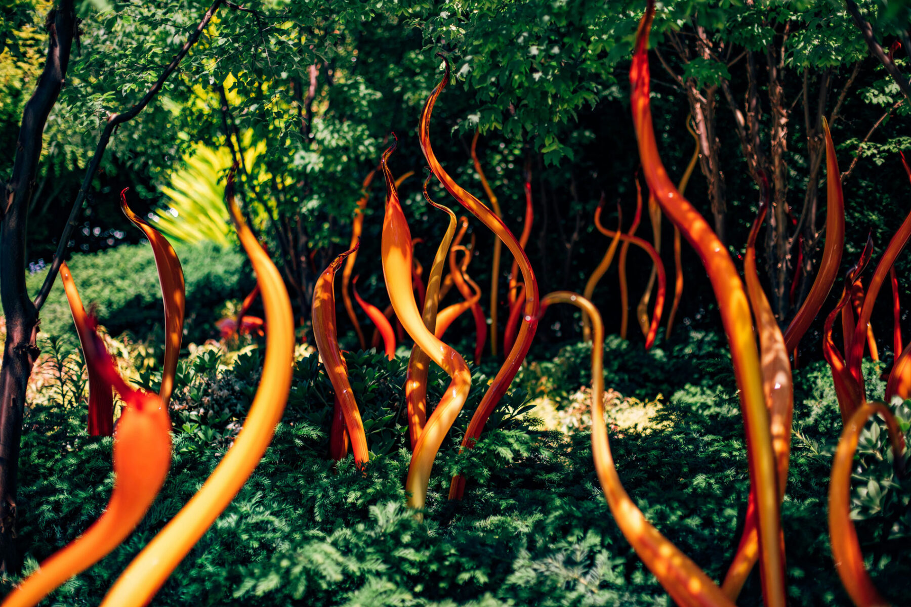 Vibrant orange and red glass sculptures resembling twisting flames emerging from lush green foliage in the outdoor garden of Chihuly Garden and Glass in Seattle, with dappled sunlight filtering through the trees.