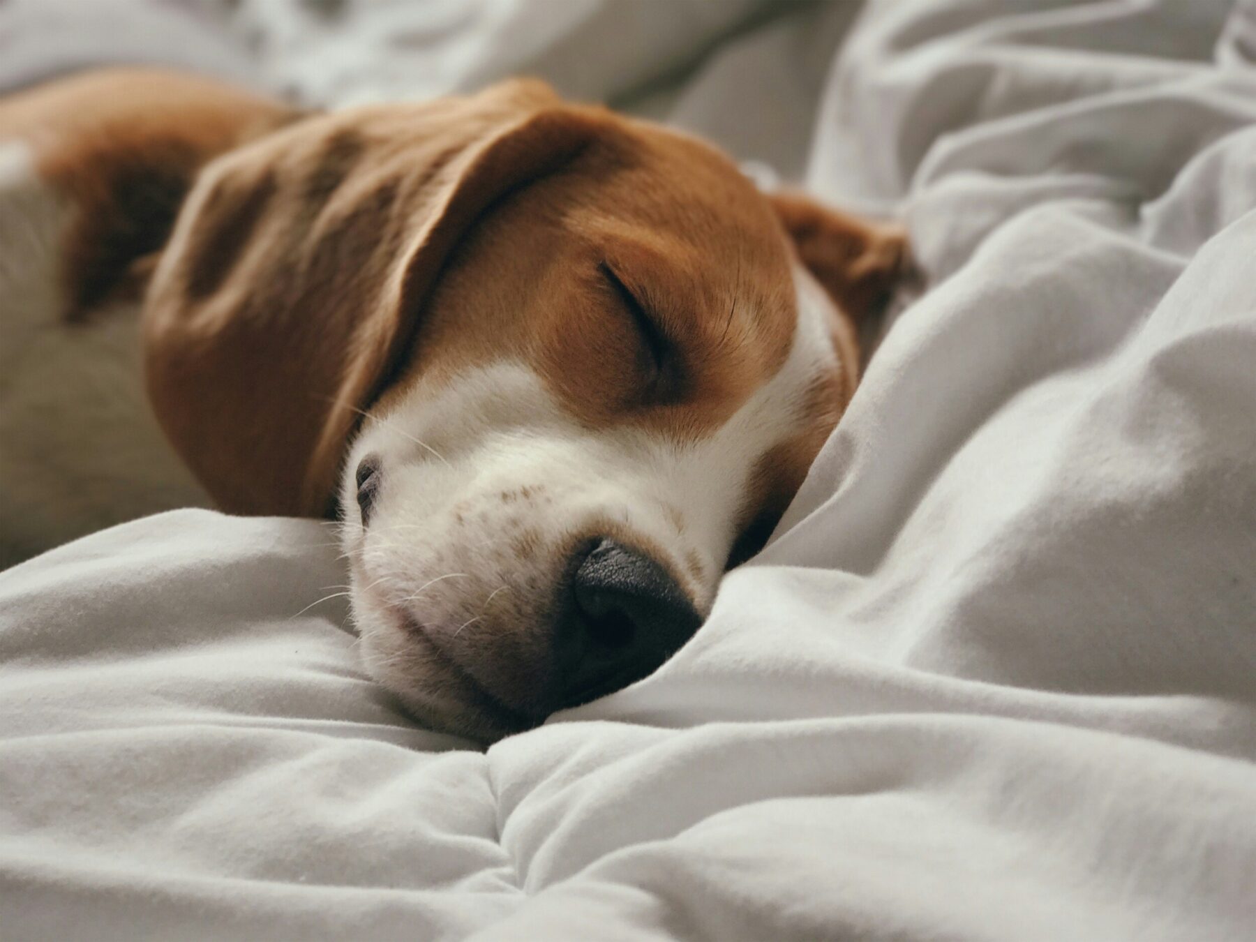Close-up of a beagle peacefully sleeping on soft, white bed sheets, with its eyes closed and face relaxed in a cozy and serene setting.