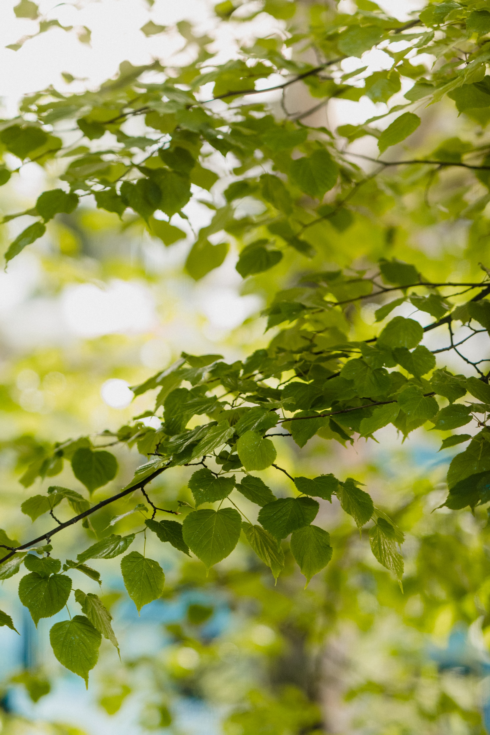 A photo taken up-close of a tree branch
