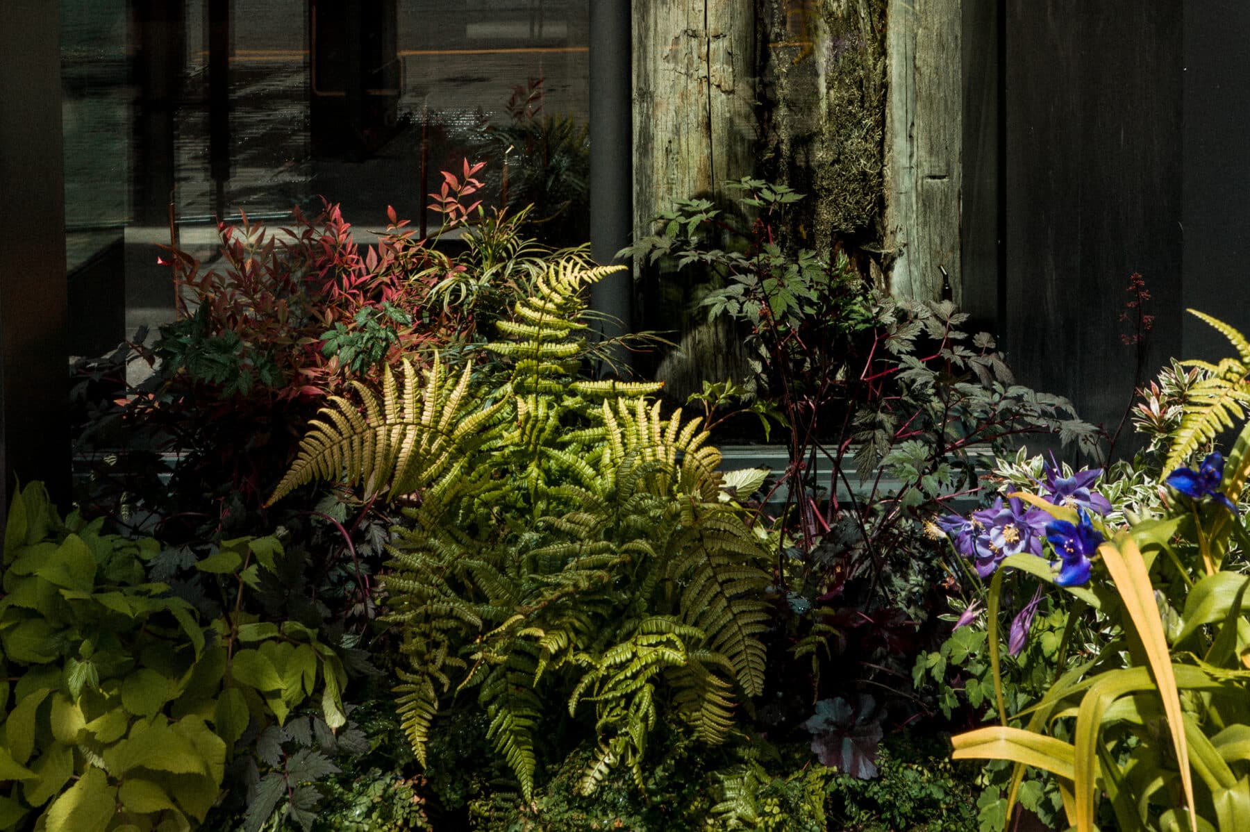 A variety of greenery and plants